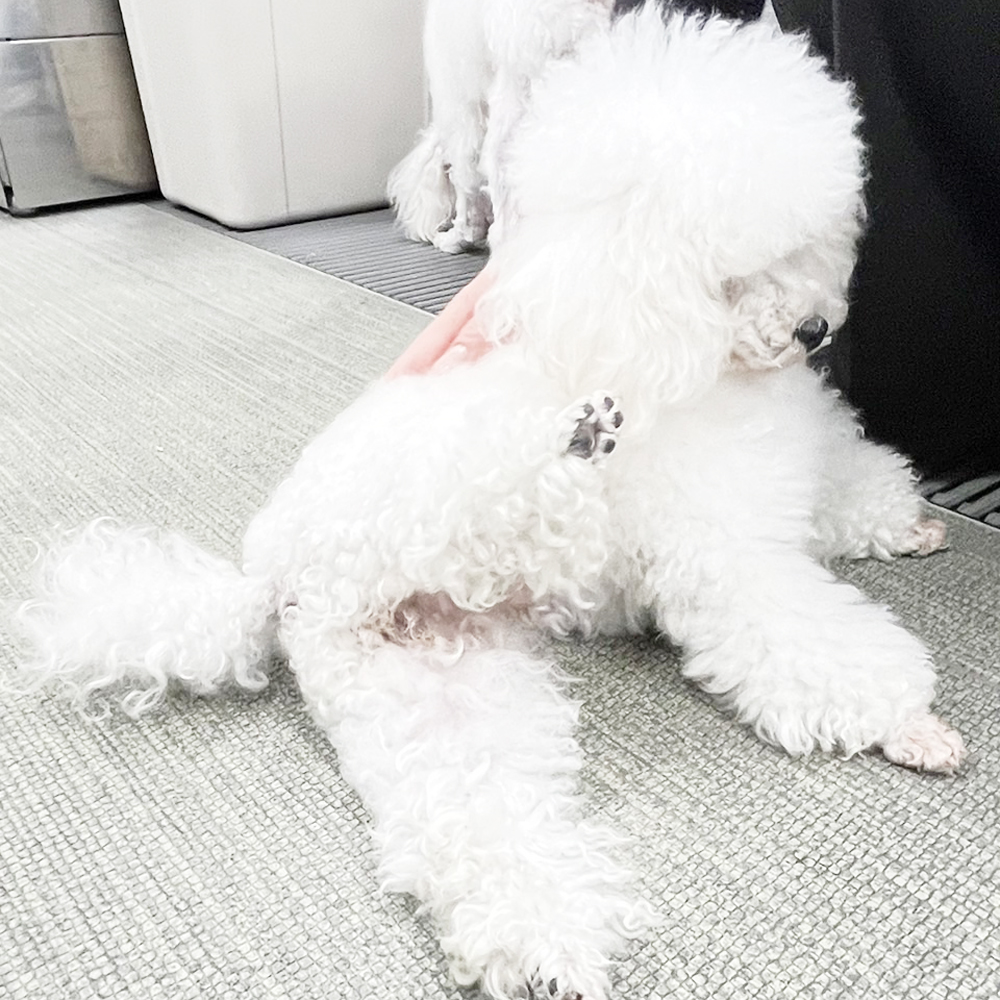 ☆生徒が撮影したモデル犬☆②